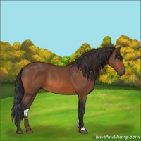 Horse Color:Bay 