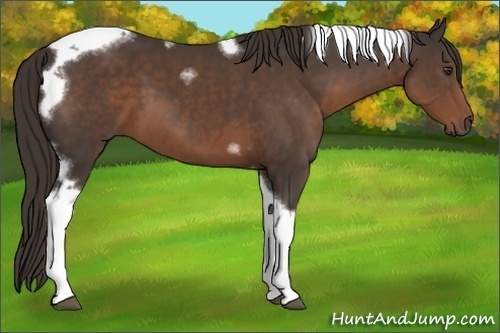 Horse Color:Liver Chestnut Tobiano Frame