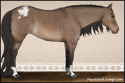 Horse Color:Brown Dun Appaloosa 