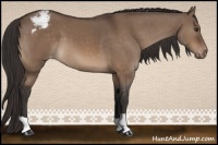 Horse Color:Brown Dun Appaloosa 