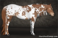 Horse Color:White Spotted Chestnut Varnish