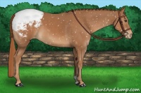 Horse Color:Chestnut Appaloosa 
