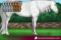 Horse Color:Liver Chestnut Mushroom Appaloosa