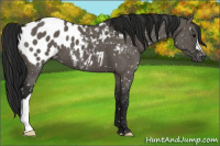Horse Color:Gray Grullo Appaloosa 