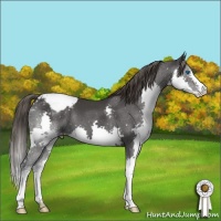 Horse Color:Black Splash Appaloosa 