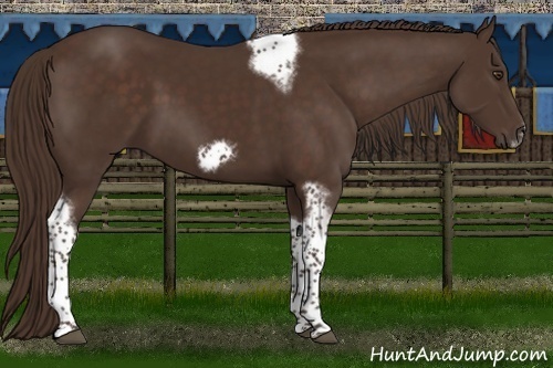 Horse Color:Liver Chestnut Tobiano Frame 