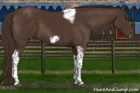 Horse Color:Liver Chestnut Tobiano Frame