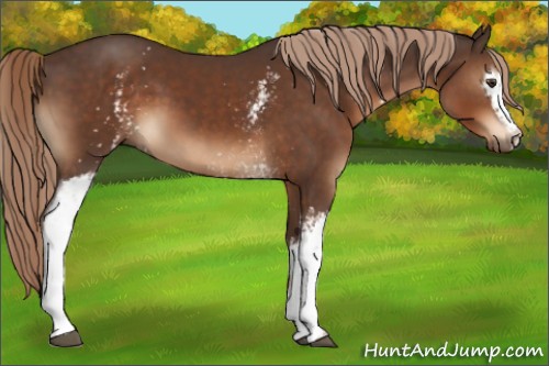 Horse Color:White Spotted Liver Chestnut