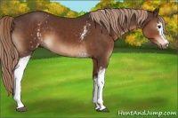 Horse Color:White Spotted Liver Chestnut 
