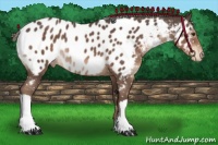 Horse Color:Liver Chestnut Mushroom Appaloosa