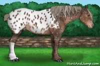 Horse Color:Liver Chestnut Appaloosa 