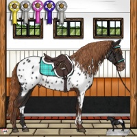 Horse Color:Liver Chestnut Appaloosa Rabicano