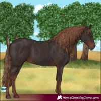 Horse Color:Liver Chestnut Rabicano 