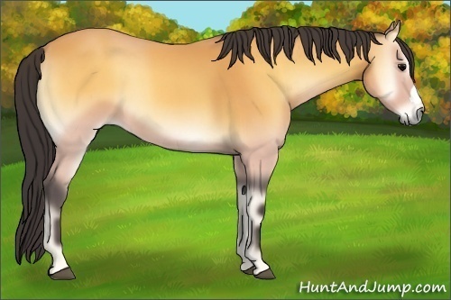 Horse Color:Buckskin Onyx 