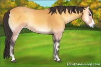 Horse Color:Buckskin Onyx 