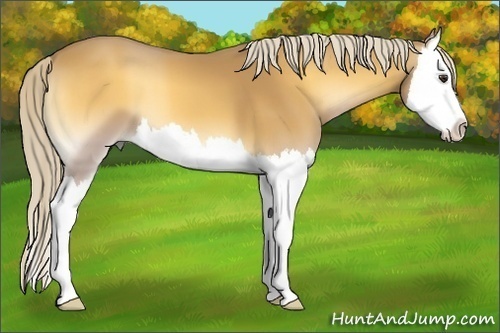 Horse Color:Palomino Onyx Splash