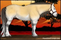 Horse Color:Buckskin Onyx Splash Frame 