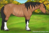 Horse Color:Bay Rabicano 