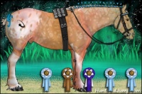 Horse Color:Palomino Ice Tobiano Appaloosa