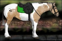 Horse Color:Buckskin Tobiano 