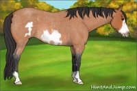Horse Color:Bay Roan Frame