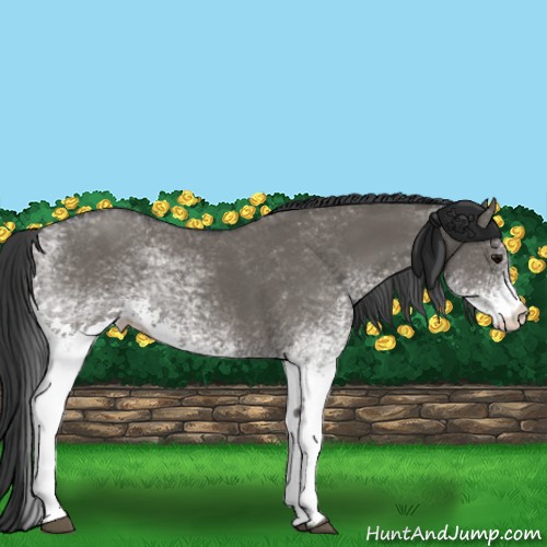 Horse Color:White Spotted Grullo 