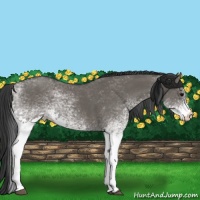 Horse Color:White Spotted Grullo 