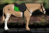 Horse Color:White Spotted Chestnut 