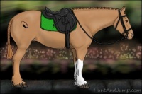 Horse Color:Chestnut Appaloosa