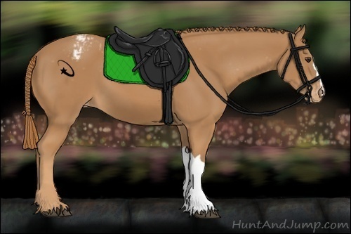 Horse Color:Chestnut Appaloosa 