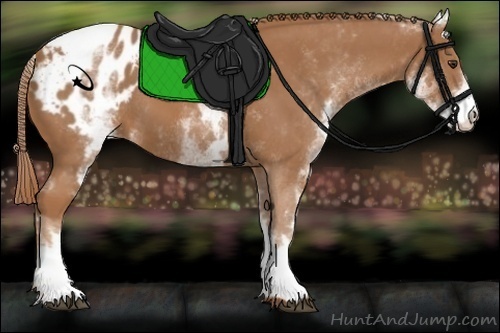 Horse Color:White Spotted Chestnut Appaloosa 