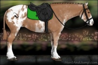 Horse Color:White Spotted Chestnut Appaloosa 