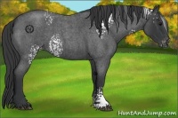 Horse Color:White Spotted Blue Roan Appaloosa 