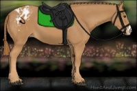 Horse Color:Chestnut Appaloosa 