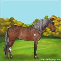Horse Color:Bay Rabicano  and Silver Bay Rabicano 