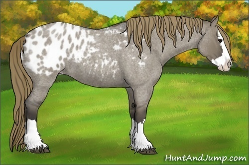 Horse Color:Smoky Grullo Roan Splash Appaloosa 