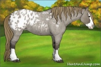 Horse Color:Smoky Grullo Roan Splash Blanket 