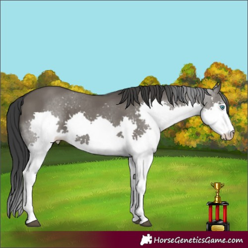 Horse Color:Grullo Splash