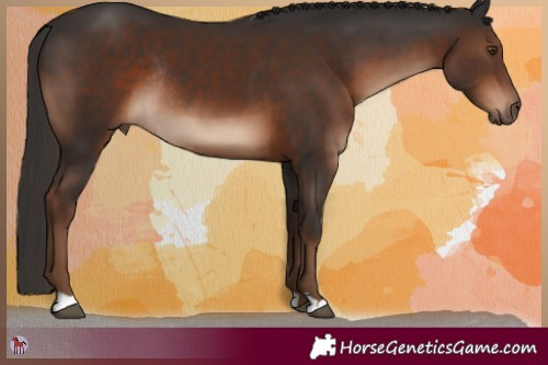 Horse Color:Liver Chestnut Rabicano 