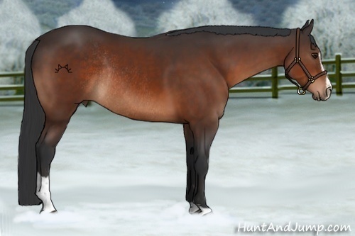 Horse Color:Brown Sabino Rabicano 