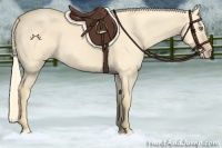 Horse Color:Gold Cream Champagne Dun 