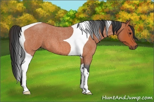 Horse Color:Bay Roan Tobiano