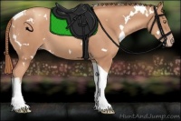 Horse Color:White Spotted Gold Champagne Tobiano 