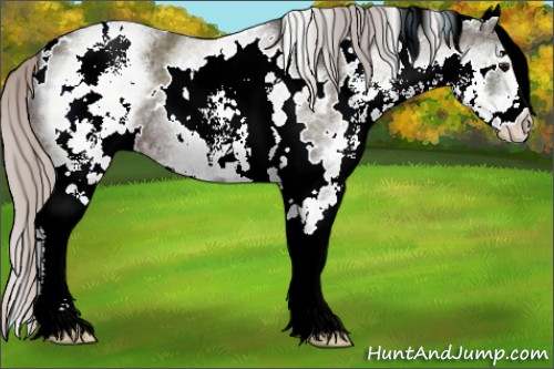 Horse Color:White Spotted Silver Black 