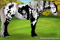 Horse Color:White Spotted Silver Black 