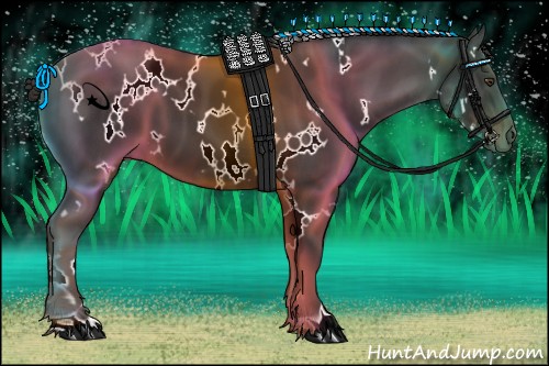 Horse Color:White Spotted Liver Chestnut 