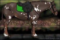 Horse Color:White Spotted Liver Chestnut 