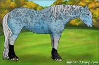 Horse Color:ERROR: UNKNOWN ANOMALY