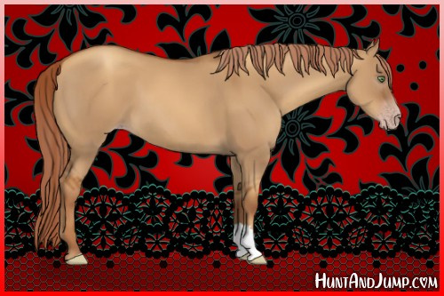 Horse Color:Gray Gold Champagne Dun 