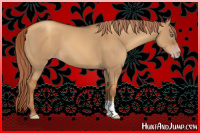 Horse Color:Gray Gold Champagne Dun 